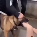 The Powerful Bond Between Humans and Dogs: A Heartwarming Moment