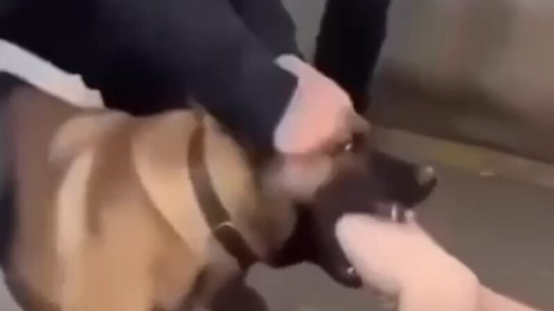 The Powerful Bond Between Humans and Dogs: A Heartwarming Moment
