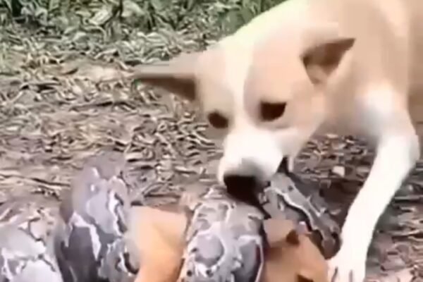 A brave dog facing a python in a story of animal instinct and survival