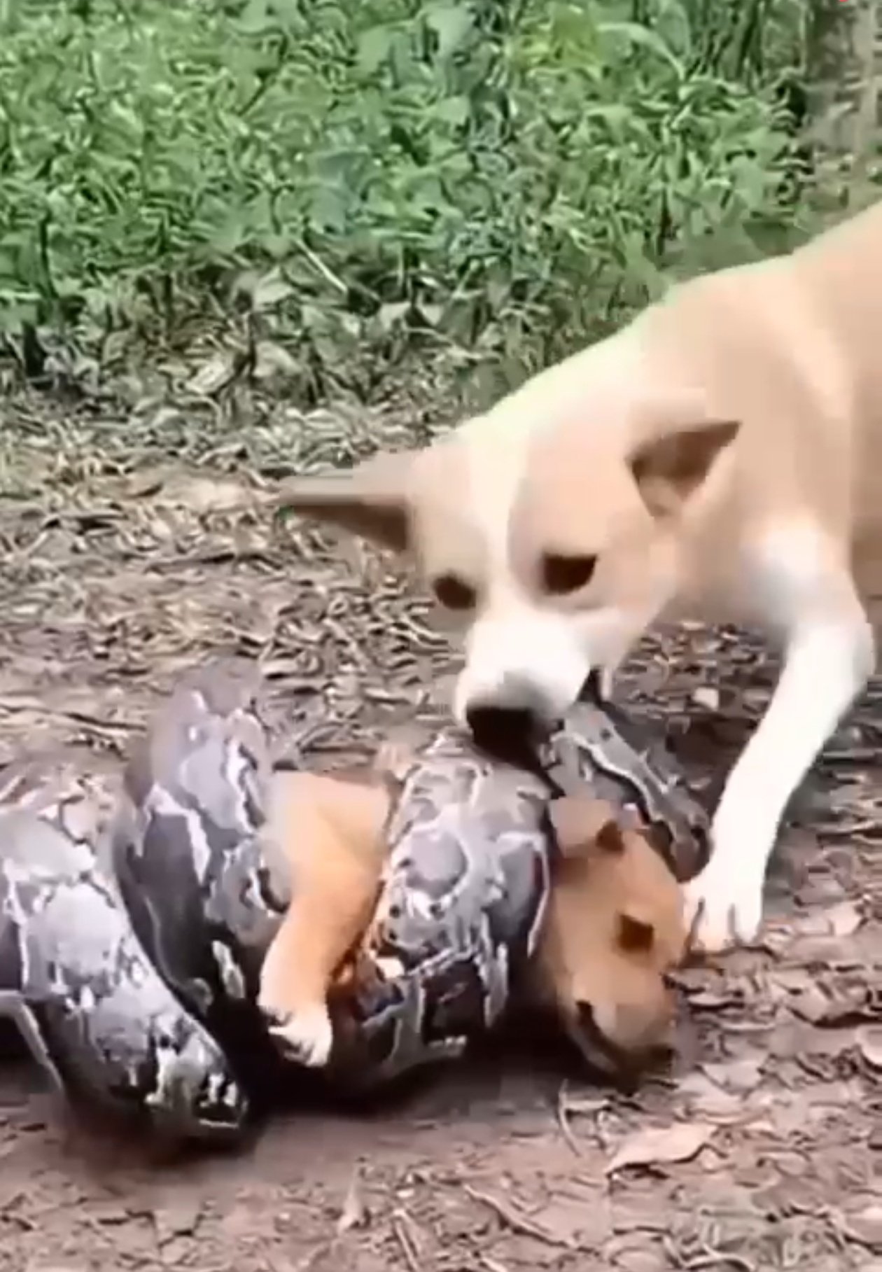 A brave dog facing a python in a story of animal instinct and survival
