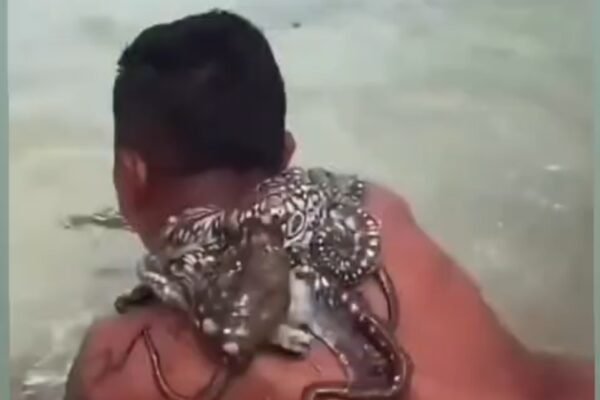 Octopus resting across a man back and shoulders in shallow seawater