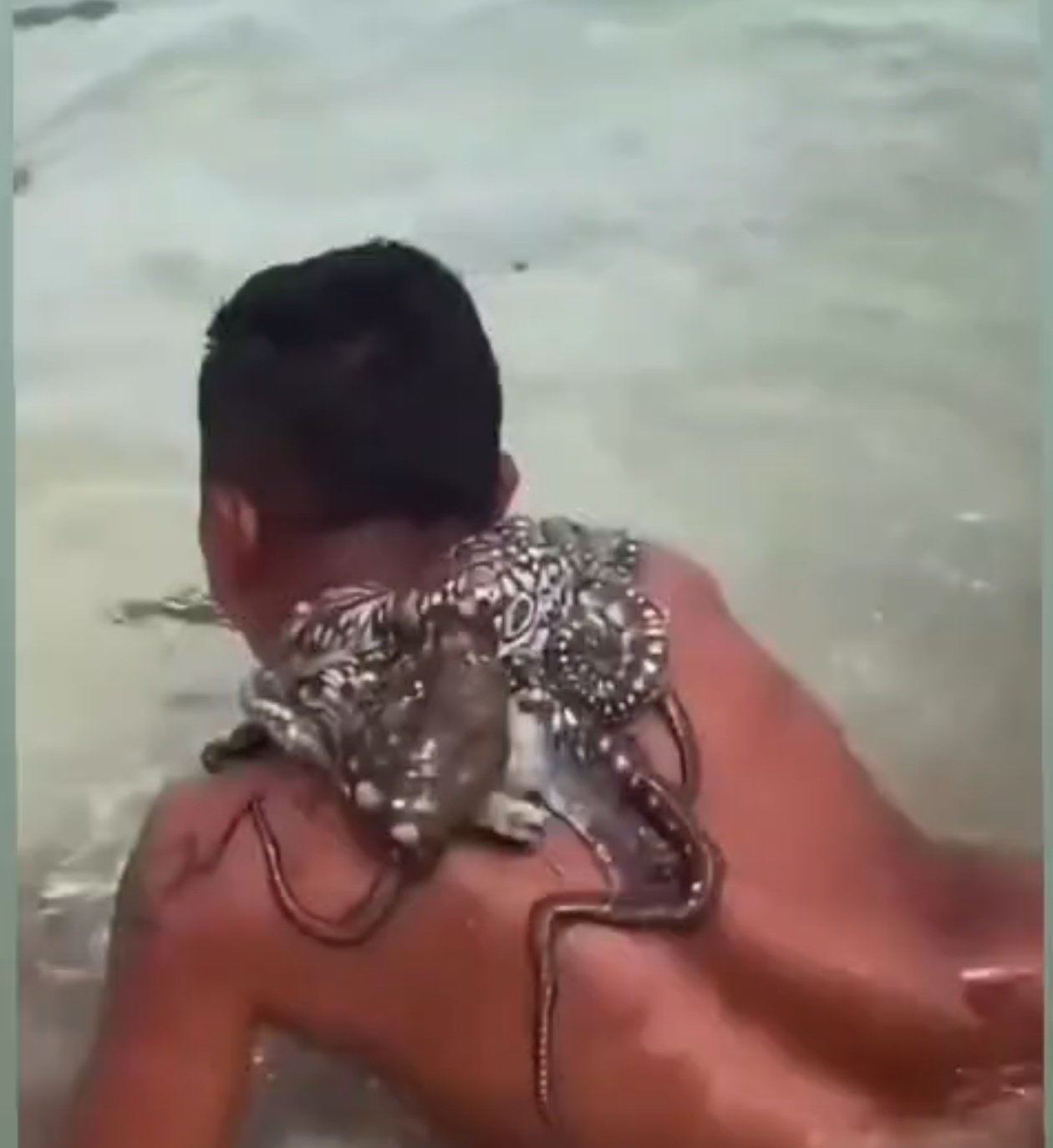 Octopus resting across a man back and shoulders in shallow seawater