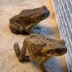 Two Toads in Action: A Fascinating Look at Amphibian Behavior