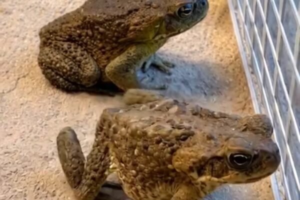 Two brown toads interacting on sandy ground near a wire barrier