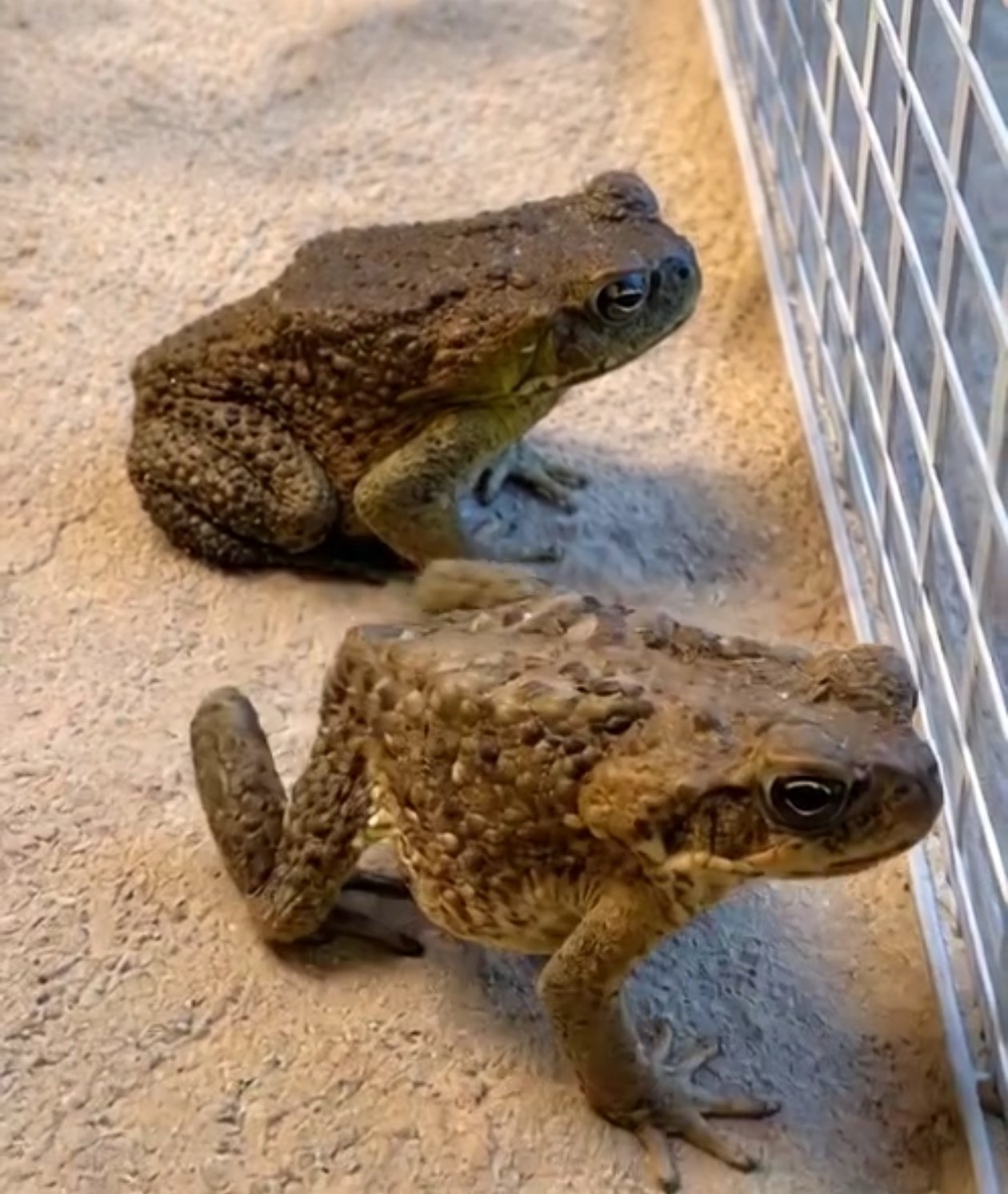 Two brown toads interacting on sandy ground near a wire barrier