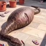 A Terrifying Encounter With a Giant Python: A Shocking Moment in a Residential Courtyard