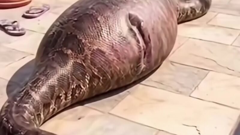 A Terrifying Encounter With a Giant Python: A Shocking Moment in a Residential Courtyard